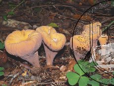 Клавариадельфус пестичный 003